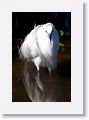 Snowy Egret