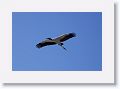 Wood Storks are moving into the rookery