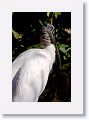 Wood Stork