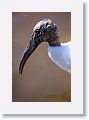 Wood Stork