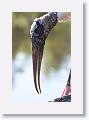 Wood Stork
