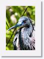 Tri-color Heron