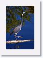 Tri-color Heron