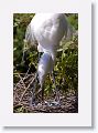 Great Egret on nest