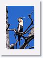 Anhinga