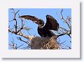 Double-crested Cormorant
