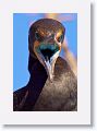 Double-crested Cormorant