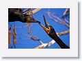 Double-crested Cormorant