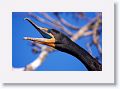 Double-crested Cormorant