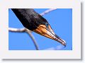 Double-crested Cormorant