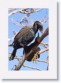 Double-crested Cormorant