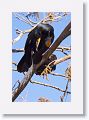 Double-crested Cormorant
