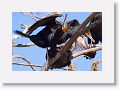 Double-crested Cormorant