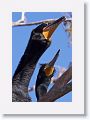 Double-crested Cormorant