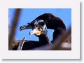 Double-crested Cormorant