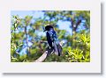 Boat-tailed Grackle