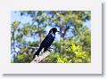 Boat-tailed Grackle