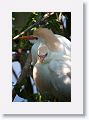 Cattle Egrets in breeding plumage