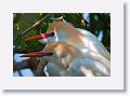 Cattle Egrets in breeding plumage