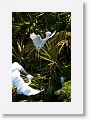 Snowy Egrets are very active