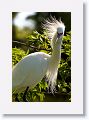 Snowy Egret in breeding plumage