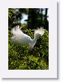 Snowy Egret in breeding plumage