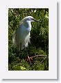 Snowy Egret in breeding plumage