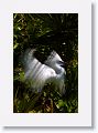 Snowy Egret in breeding plumage