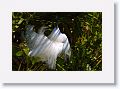 Snowy Egret in breeding plumage