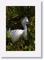 Snowy Egret in breeding plumage