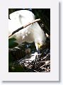 Snowy Egret chicks hatched during our 2nd visit