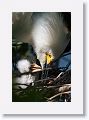 Snowy Egret chicks hatched during our 2nd visit