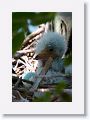 Snowy Egret chicks hatched during our 2nd visit