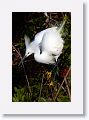 Snowy Egret