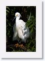 Snowy Egret