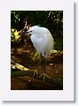 Snowy Egret