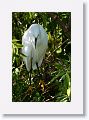Snowy Egret
