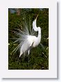 Great Egret in breeding plumage