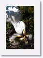 Great Egret chicks