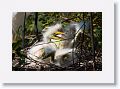 Great Egret chicks