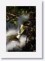 Great Egret chicks