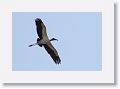 Wood Stork
