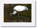 Wood Stork