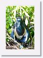 Tri-color Heron sitting on eggs
