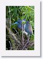 Tri-color Heron