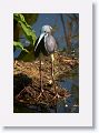 Tri-color Heron