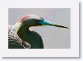 Tri-color Heron