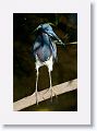 Tri-color Heron