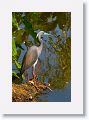 Tri-color Heron