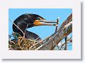 Double-crested Cormorant